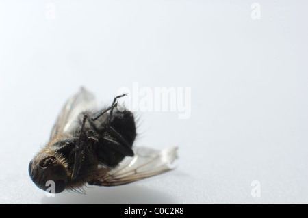 Morto, housefly Musca domestica Foto Stock