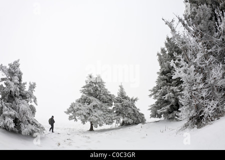 Un boschetto di abeti Norvegia (Picea abies) coperte di neve (Francia). Groupe d'épicéas communs (Picea abies) recouverts de neige. Foto Stock