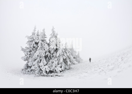 Un boschetto di abeti Norvegia (Picea abies) coperte di neve (Francia). Groupe d'épicéas communs (Picea abies) recouverts de neige. Foto Stock