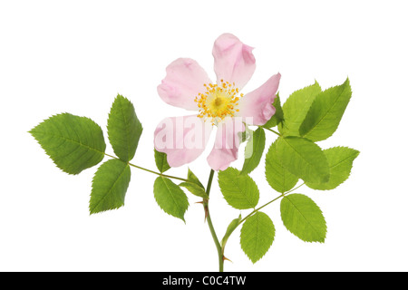 La rosa canina fiore e foglie isolato su bianco Foto Stock