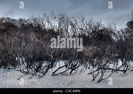 Gli alberi in una coperta di neve parco nella zona est di Londra Foto Stock