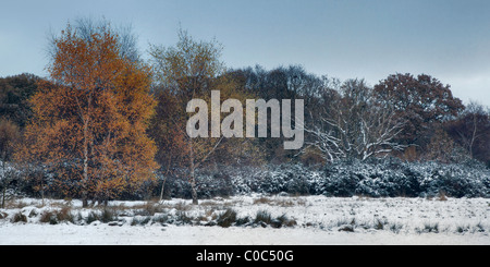 Gli alberi in una coperta di neve parco nella zona est di Londra Foto Stock