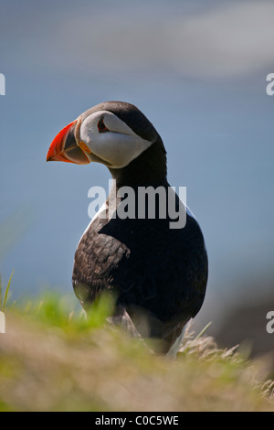 Atlantic Puffin (Fratercula arctica), Treshnish, Scozia Foto Stock