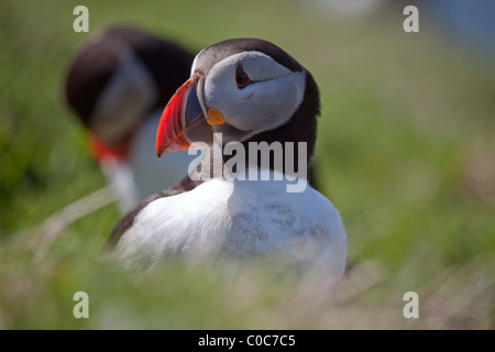 Atlantic Puffin (Fratercula arctica), Treshnish, Scozia emergenti dalla sua tana Foto Stock