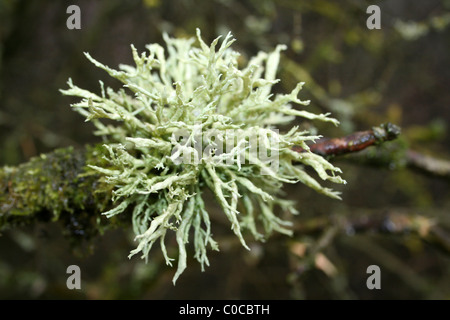 Cinturino Lichen Evernia prunastri prese a Carsington acqua, Derbyshire, Regno Unito Foto Stock