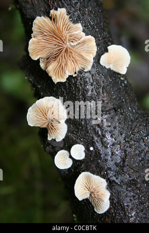 Funghi Oysterling Crepidotus sp. Prese a Carsington acqua, Derbyshire, Regno Unito Foto Stock