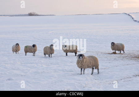 Pecore in neve a Bellerby, vicino Leyburn, North Yorkshire Foto Stock