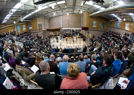 Perth Bull vendite Feb 2011 Mart di Stirling, Scozia. Il mondo-famoso Perth Bull le vendite sono state stabilite nel 1865. Foto Stock