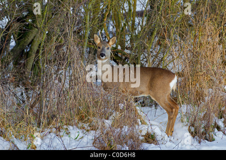 Il capriolo (Capreolus capreolus) femmina del cervo nella neve in inverno, Germania Foto Stock