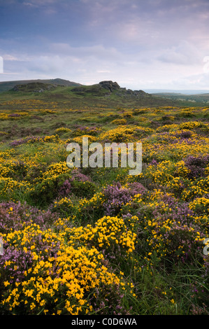 Sella Tor, Dartmoor con ginestre fiorite e Heather Foto Stock