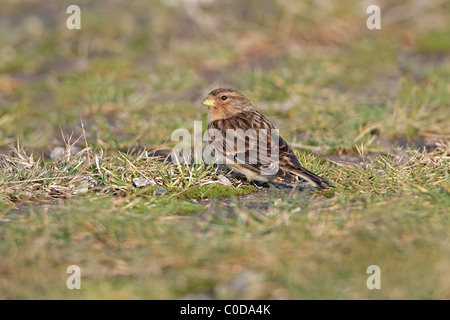 Twite (Carduelis flavirostris) alimentazione su terreni accidentati spazio erboso vicino spiaggia, costa del nord del Galles, Regno Unito, dicembre 2009 Foto Stock