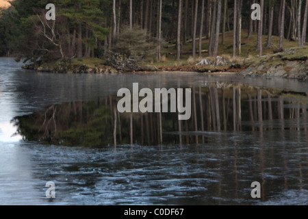 Alberi di pino refelcted congelati Tarn Hows Lake District Cumbria Foto Stock