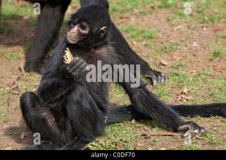 A testa nera Spider Monkey (Ateles fusciceps) Foto Stock
