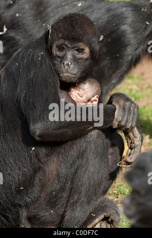 A testa nera Spider Monkey (Ateles fusciceps) e un neonato Foto Stock