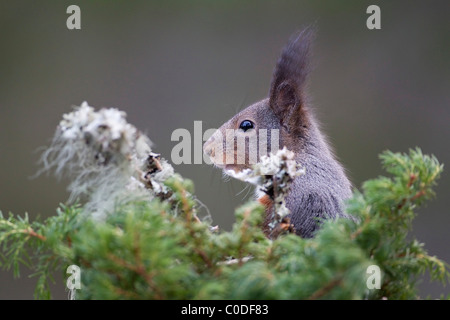 Eurasian red scoiattolo (Sciurus vulgaris) close up headshot in foreste di pino della norvegia Foto Stock