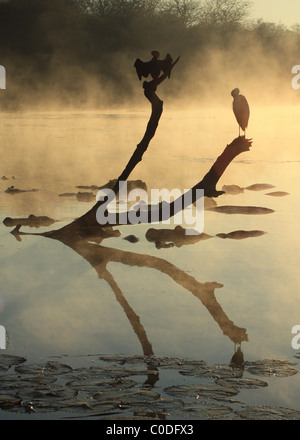 Uccelli acquatici africani pongono su un albero in riva al lago di panico e sono riflessi nell'acqua ancora al di sopra di risveglio ippopotami in alba mist Foto Stock