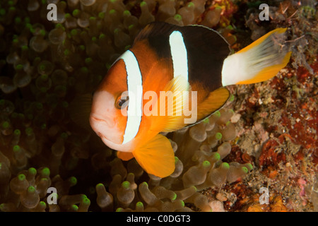 Arancio-alettato (Anemonefish Amphiprion chrysopterus) Foto Stock