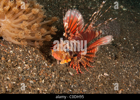 Zebra Leone (Dendrochirus zebra) Foto Stock