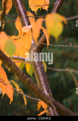 PRUNUS SARGENTII Foto Stock