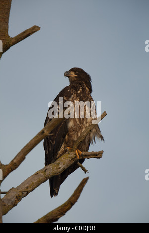 Un giovane aquila calva seduto su un ramo di albero di trattenimento sul con i suoi affilati artigli, questo è guardare fuori incollato la sua spalla Foto Stock