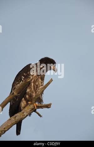 Un curioso giovane aquila guardando verso il basso dal suo pesce persico in un albero morto Foto Stock