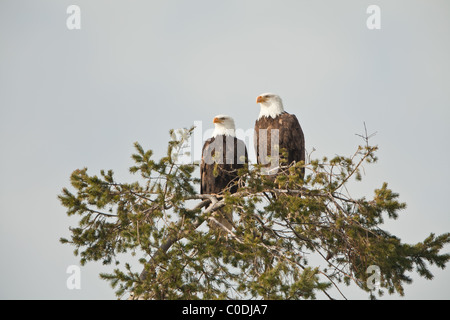 Una coppia di aquile calve seduto in un albero guardando lontano in distanza con i loro occhi affilati Foto Stock