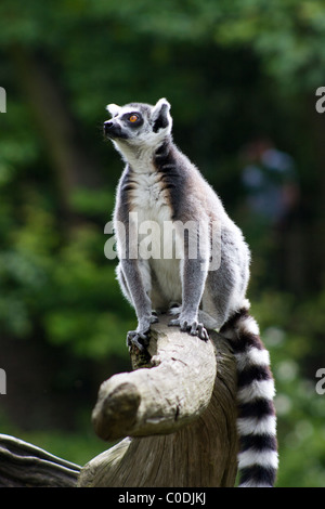 Un anello-tailed Lemur siede su un ceppo di albero in Apenheul Primate Park di Apeldoorn, Paesi Bassi. Foto Stock