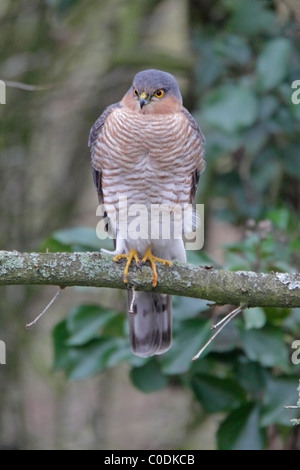 Maschio Sparviero eurasiatico arroccato nella struttura ad albero Foto Stock