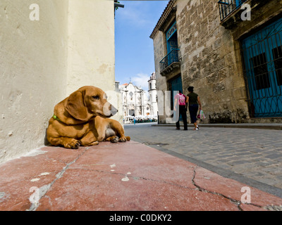 Cane nella luce del sole vicino Cattedrale dell Avana, Plaza de la Ciénaga scena square Foto Stock