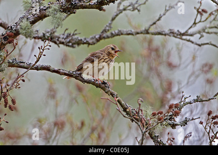 Tree Pipit (Anthus trivialis) cantare nella struttura ad albero nel bosco su una collina, il Galles del Nord, Regno Unito, maggio 2010 8019 Foto Stock