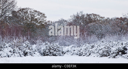 Gli alberi in una coperta di neve parco nella zona est di Londra Foto Stock