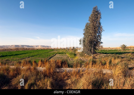 Farafra oasis Western Desert Egitto Foto Stock