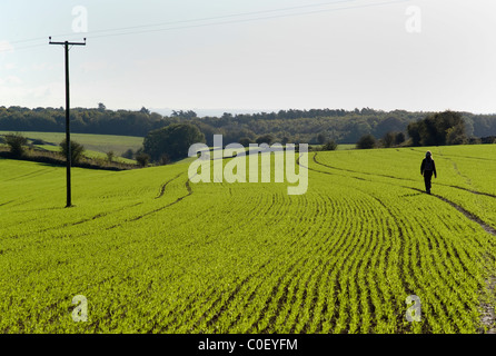 Woman walking on path across field of winter wheat UK Foto Stock