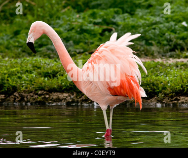 Un flamingo cileni in piedi in un lago Foto Stock