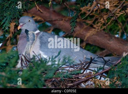 Un piccione di legno e pulcino nel nido Foto Stock