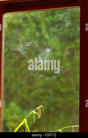 Colophon dalla polvere sulle ali di un woodpigeon [Columba palumbus] sinistra sul vetro del finestrino Foto Stock