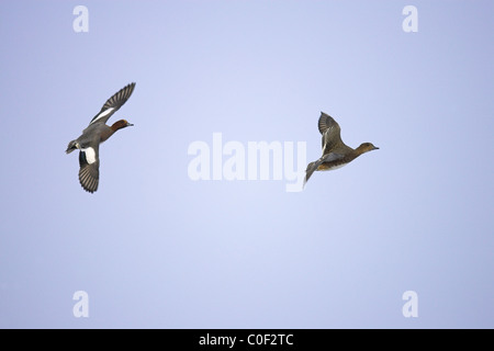 Fischione Anas penelope coppia in volo su Welney WWT, Norfolk in dicembre. Foto Stock