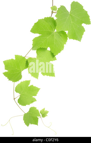 Foglie di uva isolati su sfondo bianco Foto Stock