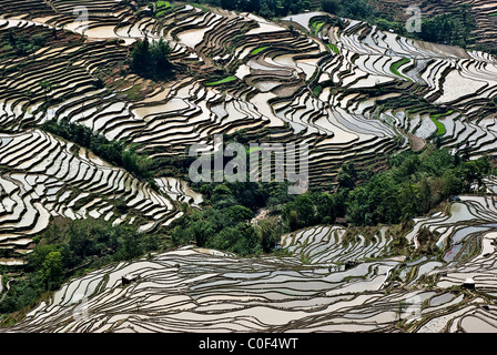 Asia, Cina Yunnan, Yuanyang. Inondati Aichun terrazze di riso. Foto Stock