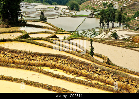 Asia, Cina Yunnan, Yuanyang. Risaie allagate di Bada terrazze. Foto Stock