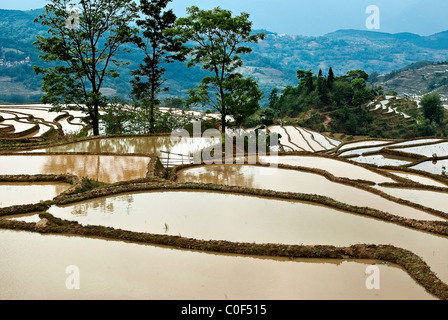 Asia, Cina Yunnan, Yuanyang. Risaie allagate di Bada terrazze. Foto Stock