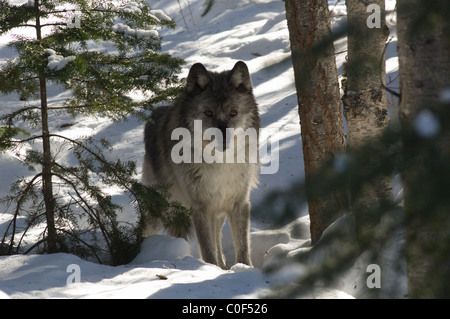 Lupo grigio nella neve in British Columbia, Canada Foto Stock