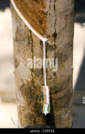 Asia, Thailandia, Phang-Nga. Locale piantagione di gomma, toccando in lattice di gomma dalla struttura ad albero. Foto Stock