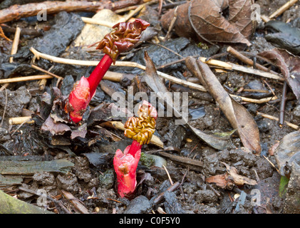 Rabarbaro spara una nuova crescita rompere attraverso il suolo. Foto Stock