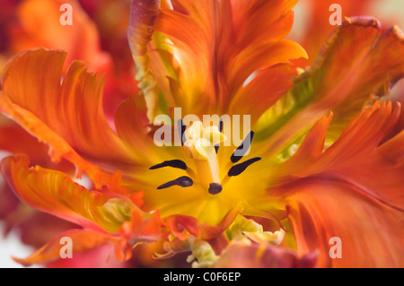 Il feathery giallo e arancione petali di Tulipa "albicocca parrot' Foto Stock