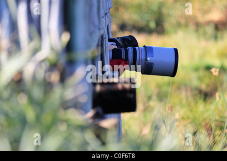 Fotografi di nascondere a intaka Island Bird Sanctuary vicino a cape town, Sud Africa. Foto Stock