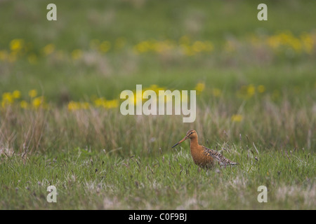 Nero-tailed Godwit Limosa limosa alimentando in campo su Fetlar, Isole Shetland in giugno. Foto Stock