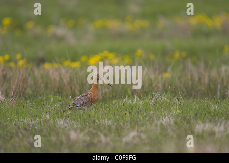 Nero-tailed Godwit Limosa limosa alimentando in campo su Fetlar, Isole Shetland in giugno. Foto Stock