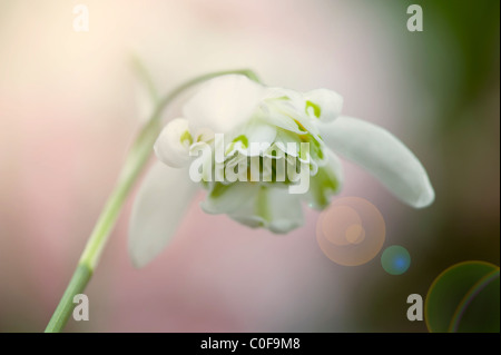 Doppia fioritura Snowdrop - Galanthus nivalis f. pleniflorus 'Flore Pleno' Foto Stock