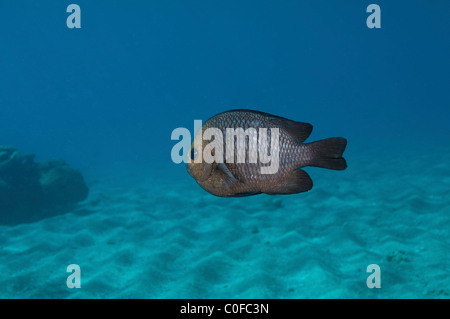 Tre punti di dascyllus pesce (Dascyllus trimaculatus) Foto Stock